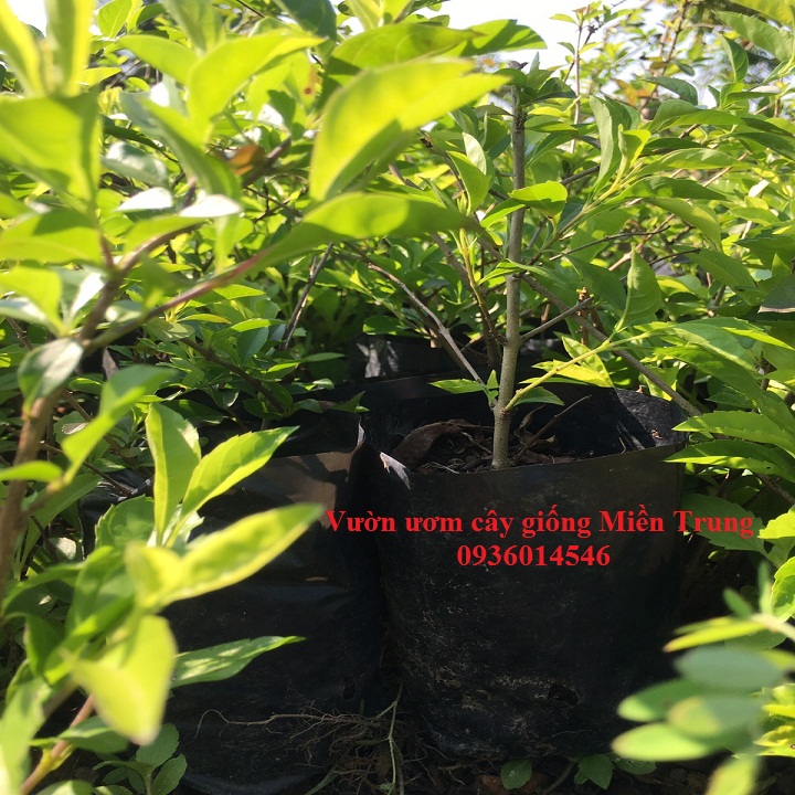 Cây chuỗi ngọc- Cây trồng viền- Combo 3 bầu