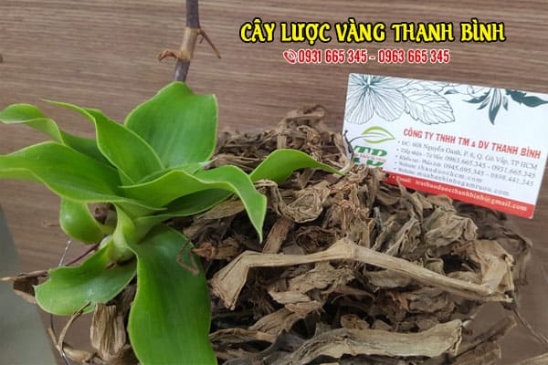 Cây Lược Vàng Tươi 1Kg - Thảo Dược Thanh Bình
