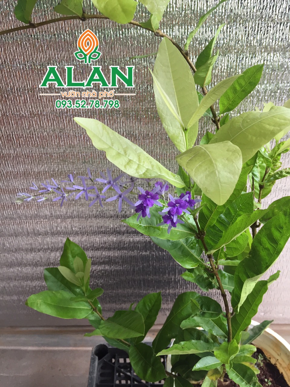 Cây Mai xanh siêu đẹp