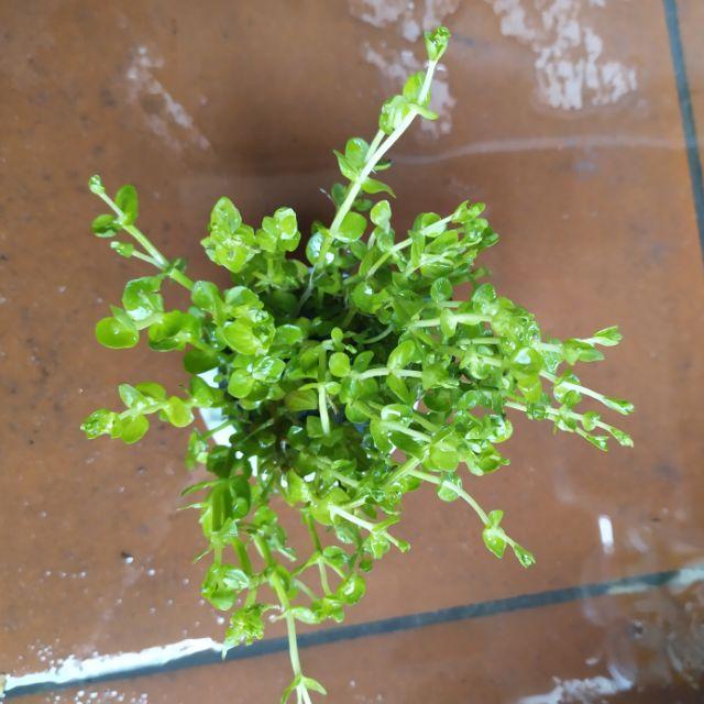 COMBO 20 Ngọn Cây Thủy Sinh Cắt Cắm Rotala Xanh (Vẩy Ốc Xanh)