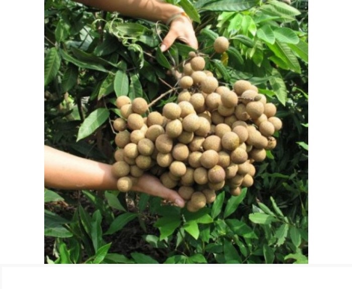 Cây NHÃN KHÔNG HẠT THÁI LAN