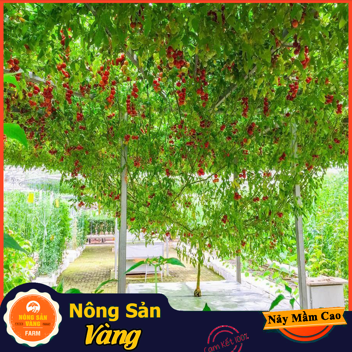Hạt giống Cà Chua Leo Giàn, Năng Suất Cao (Gói 20 Hạt) - Nông Sản Vàng