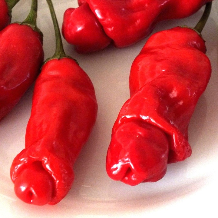Hạt giống ớt cu tí