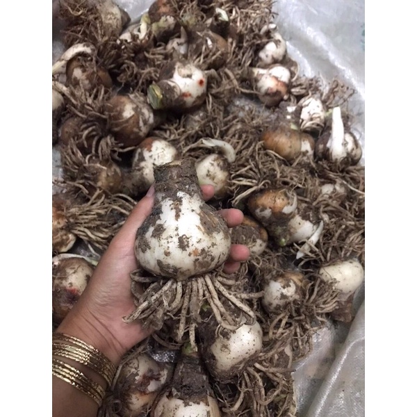 Củ hoa lan huệ tết hoa về đủ màu (cam,Hồng đào,đỏ,cam sọc)