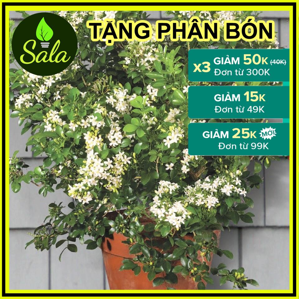 CÂY NGUYỆT QUẾ  HOA THƠM 4 MÙA