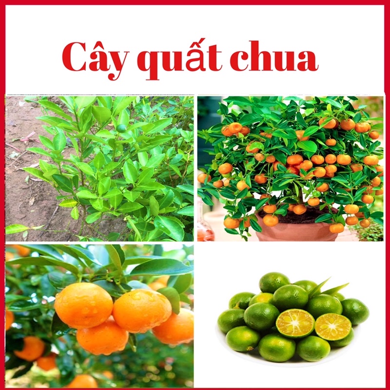 Cây quất chua ( cây tắc) có sẵn hoa và quả( hình thật ở cuối)