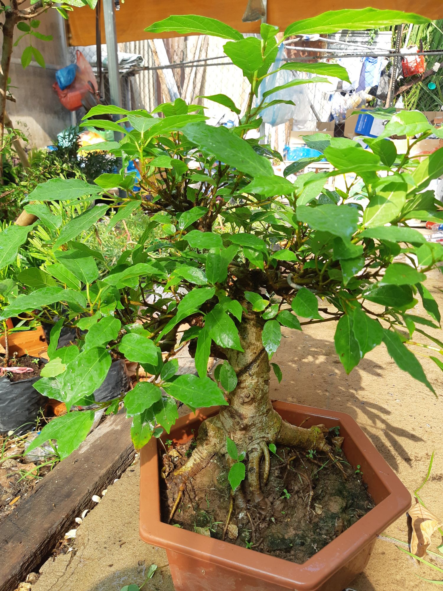 sung bonsai gốc LỚN