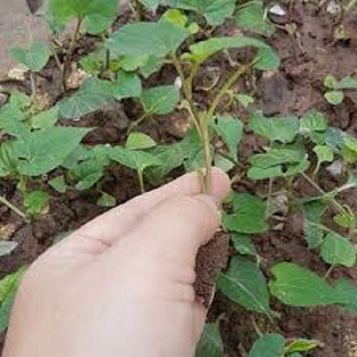 CÂY GIỐNG RAU DIẾP CÁ