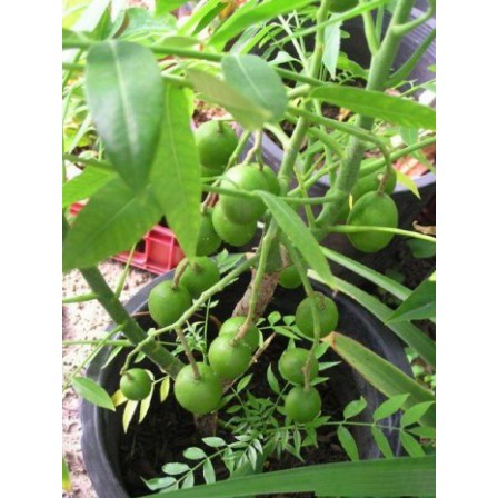 Cây cóc thái - cây cảnh sân vườn - caykiengsadec