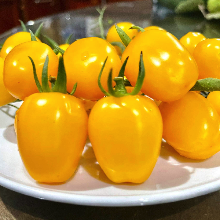 [Hạt giống Mỹ] Gói 5 hạt cà chua trái cây cherry dâu vàng Mỹ