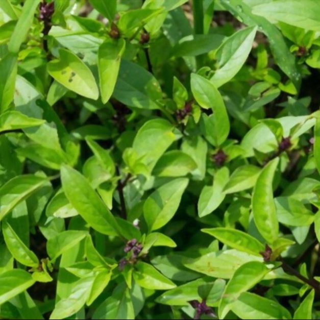 Hạt giống húng quế