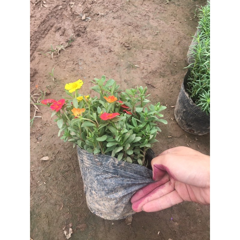 Hoa Sam Mix nhiều màu,cây xum,nhiều nụ (HÀNG NHƯ HÌNH CÓ NỤ HOA)