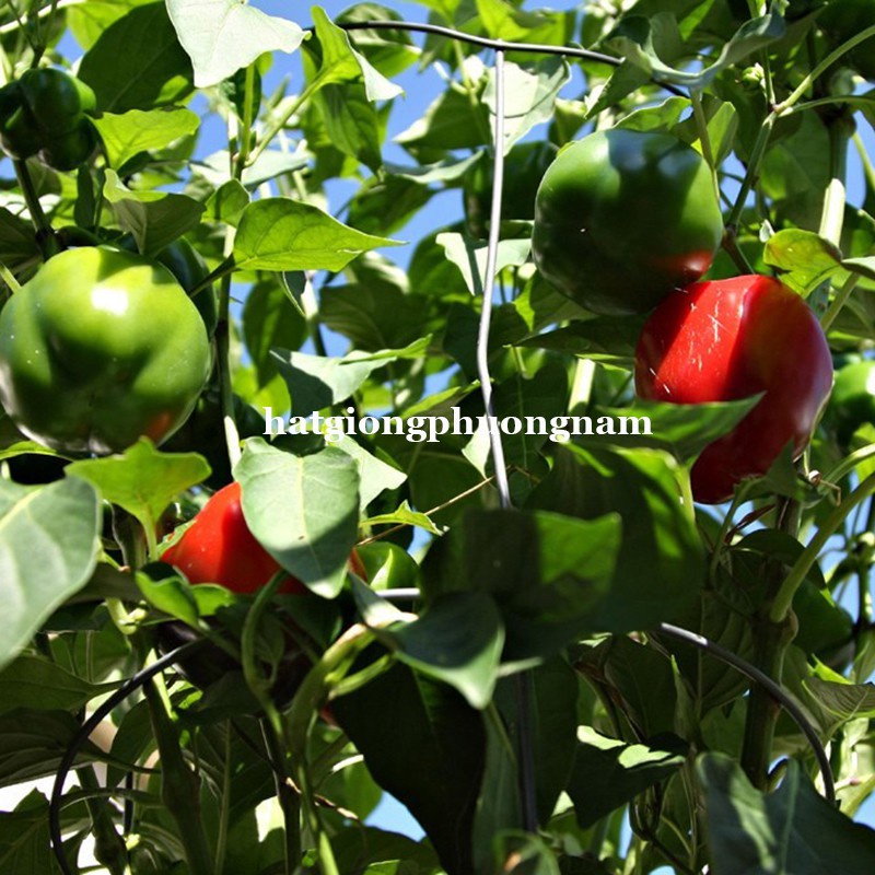 10H - HẠT GIỐNG ỚT CHUÔNG JL4