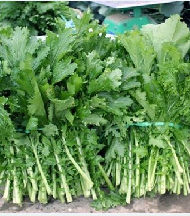 Hạt giống rau cải mèo - gói 20gram