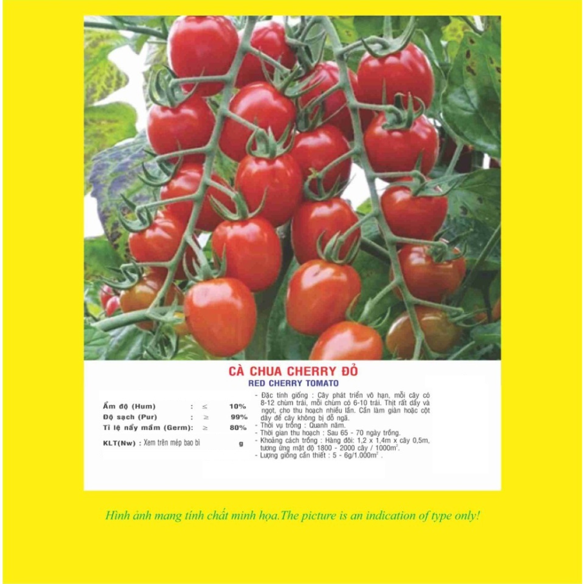 Hạt giống Cà chua Cherry đỏ VTP14 | Vạn Tín Store