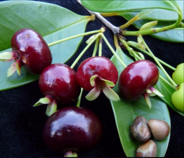 Cây CHERRY BRAXIN Cây nhỡ, siêu sai quả,
