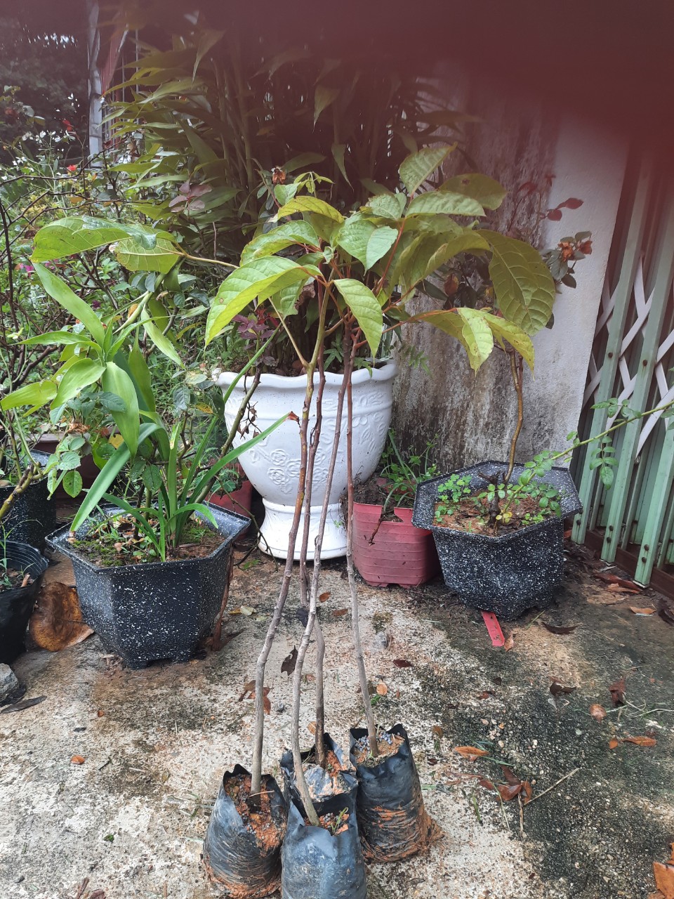 CÂY TRÁM NẾP ĐEN LÙN(CÂY F1 NHANH CHO TRÁI)