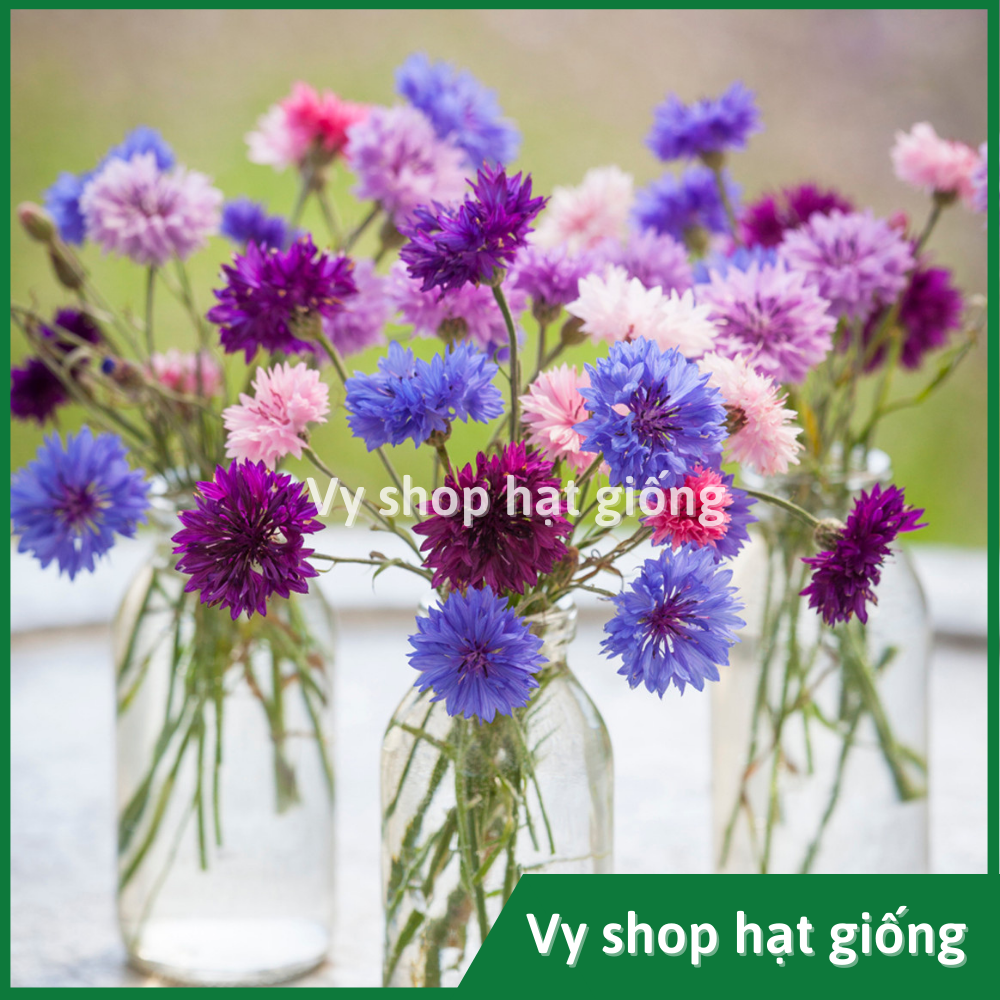 Hạt giống hoa thanh cúc (cúc ngô) - Centaurea Cyanus gói 100 hạt