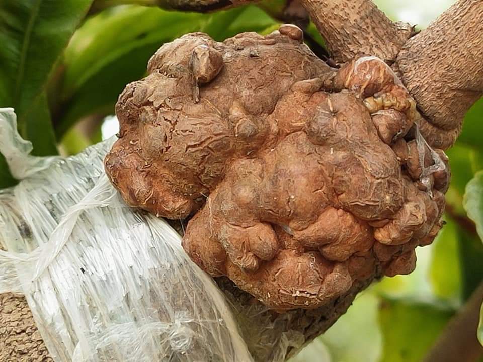 Mai Giảo Nu ( Xù )