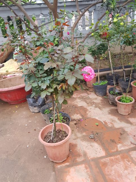 Cây hoa hồng thân gỗ (Tree Rose chọn màu)