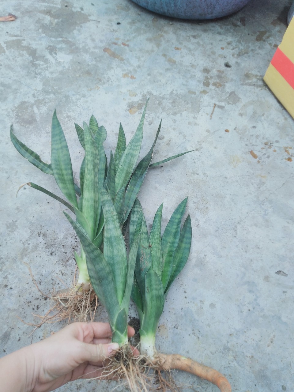 Cây lưỡi hổ viền xanh