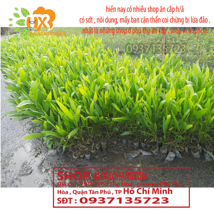Combo 50 cây tràm lai cây giống