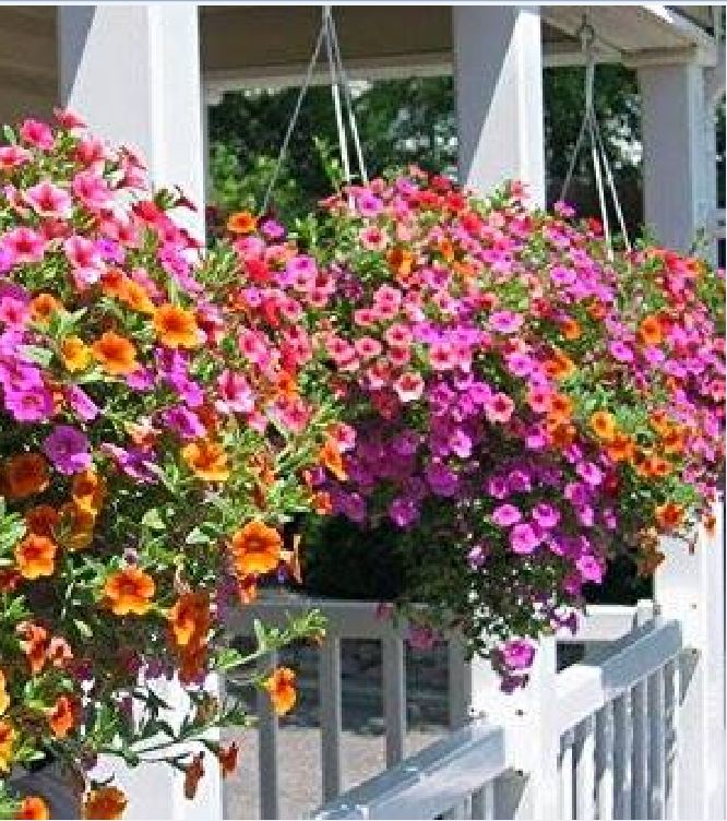 Hạt giống hoa triệu chuông mix màu ( gói50hạt )