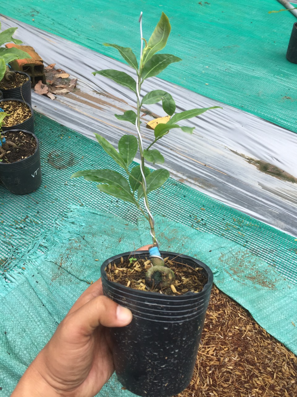 Mai Cúc Vạn Thọ Mini
