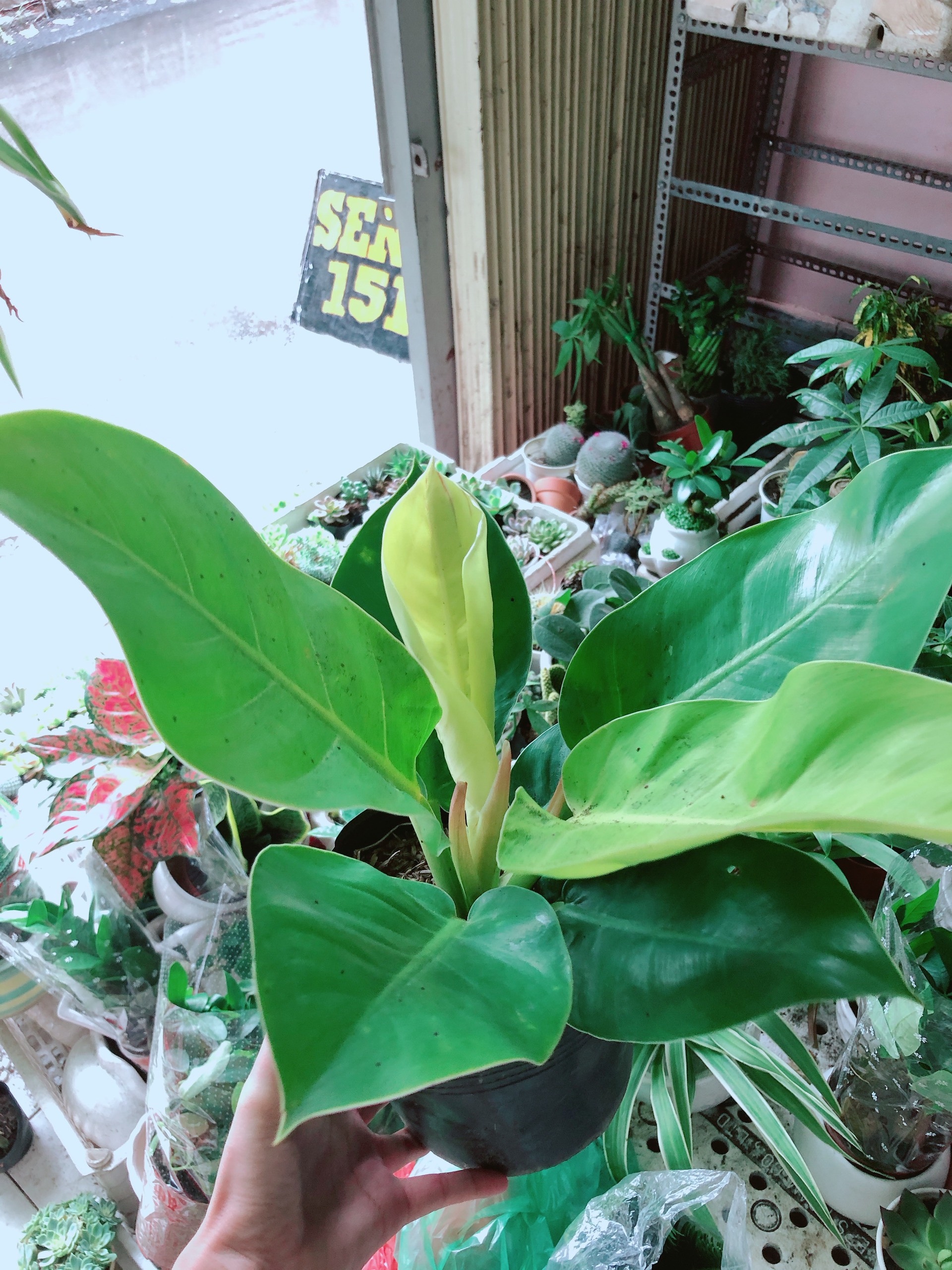 [HCM]Trầu Bà Đế Vương Vàng