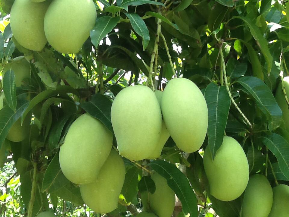 Cây giống xoài cát hòa lộc