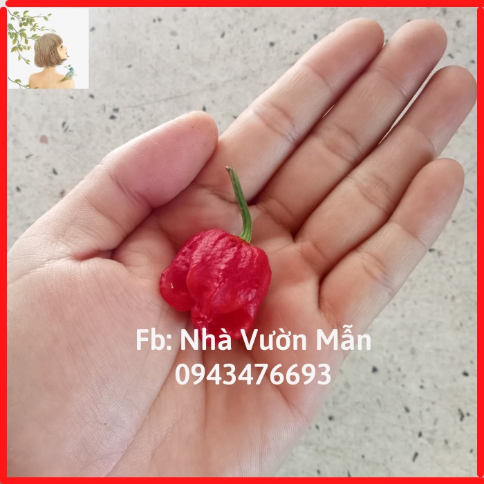 5 hạt giống ớt trinidad red
