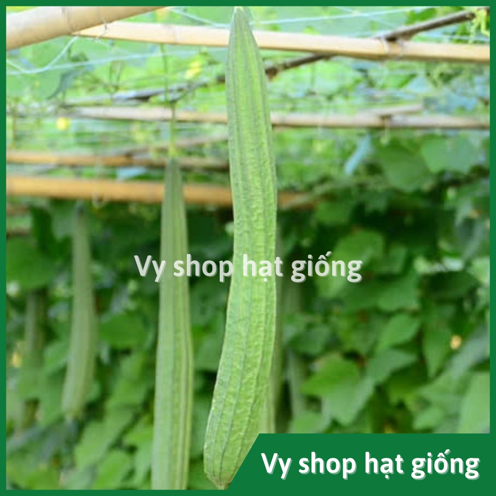 Hạt giống mướp khía Thái Lan gói 14 hạt