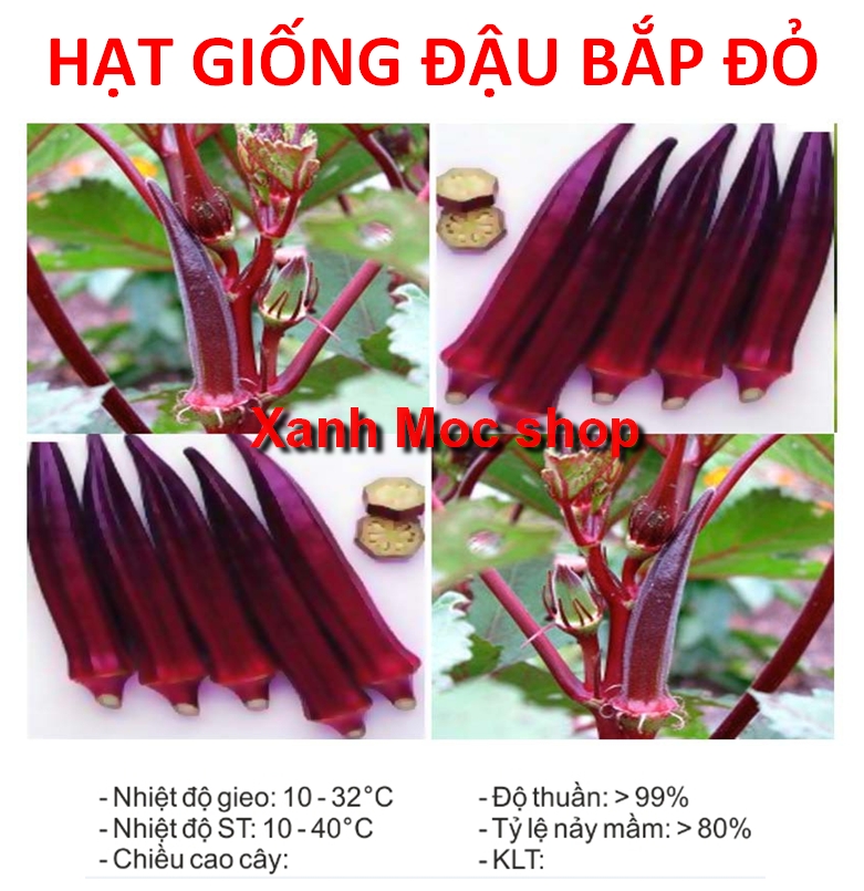 Hạt giống Đậu bắp đỏ tặng kèm kích mầm