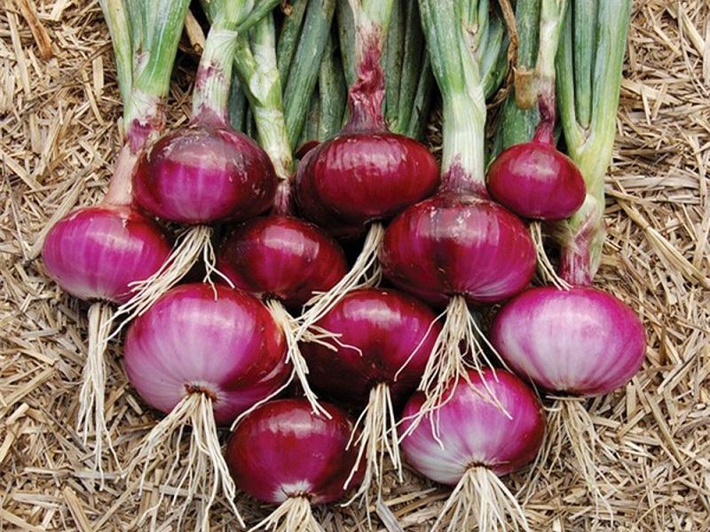 Hạt Giống Hành Tây Đỏ (2gr)