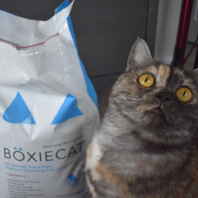 [Hcm] Boxiecat Litter Cat Litter Made in the Us