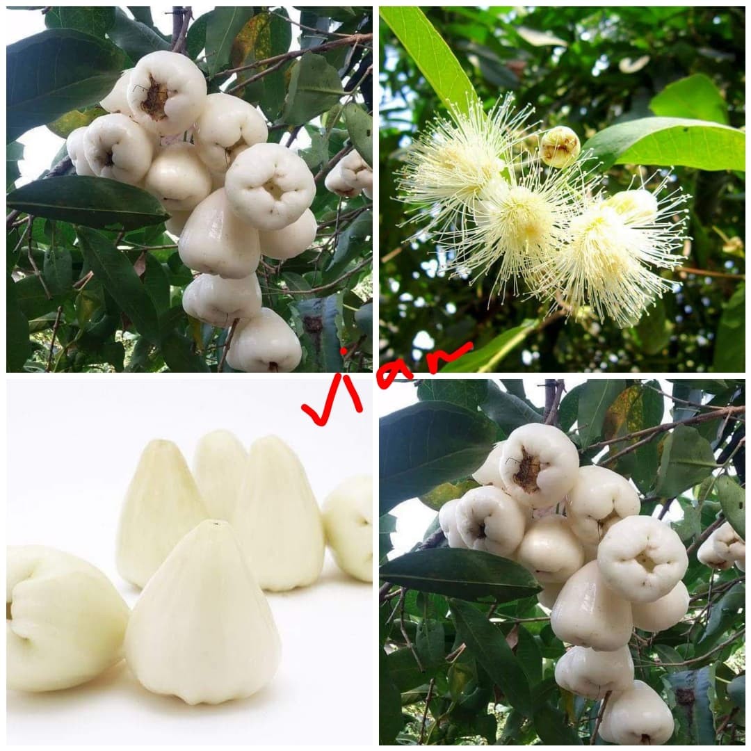 Cây giống mận trắng sữa