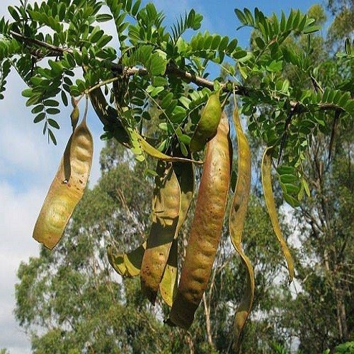 Cây Giống Bồ Kết Cao Trên 80cm