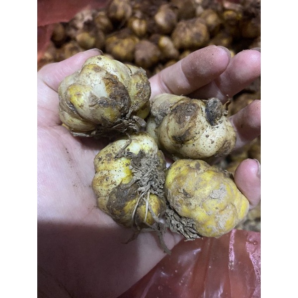 Củ Hoa Loa Kèn Trắng Chịu Nhiệt