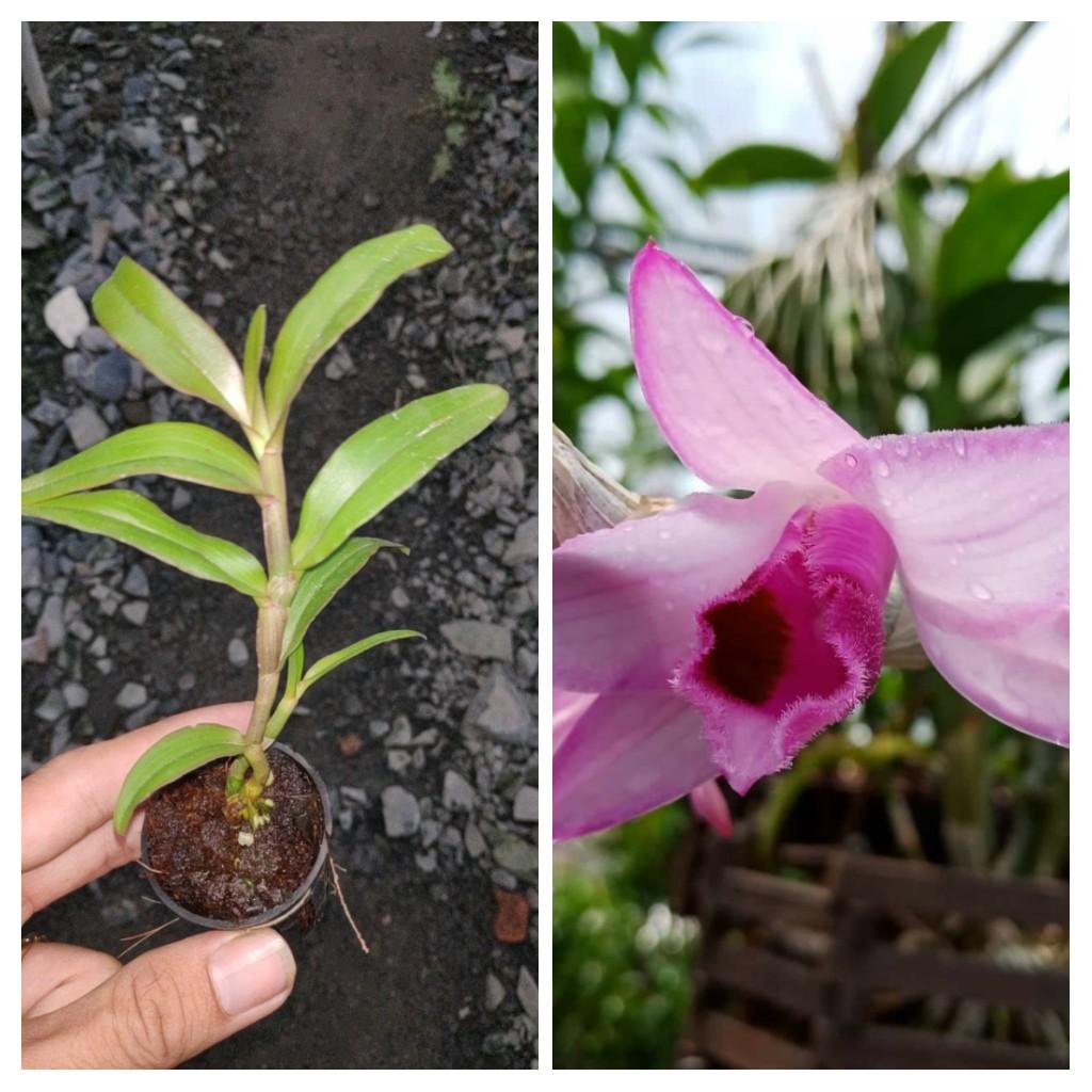 Giả hạc Nù Hồng Cánh Sáp - Cây con