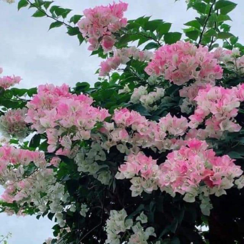 Chậu Hoa giấy Sakura