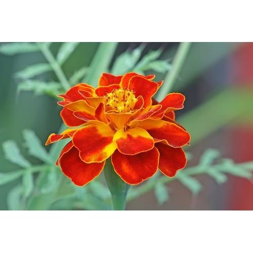 Hạt Giống Hoa Cúc Vạn Thọ Pháp Mix