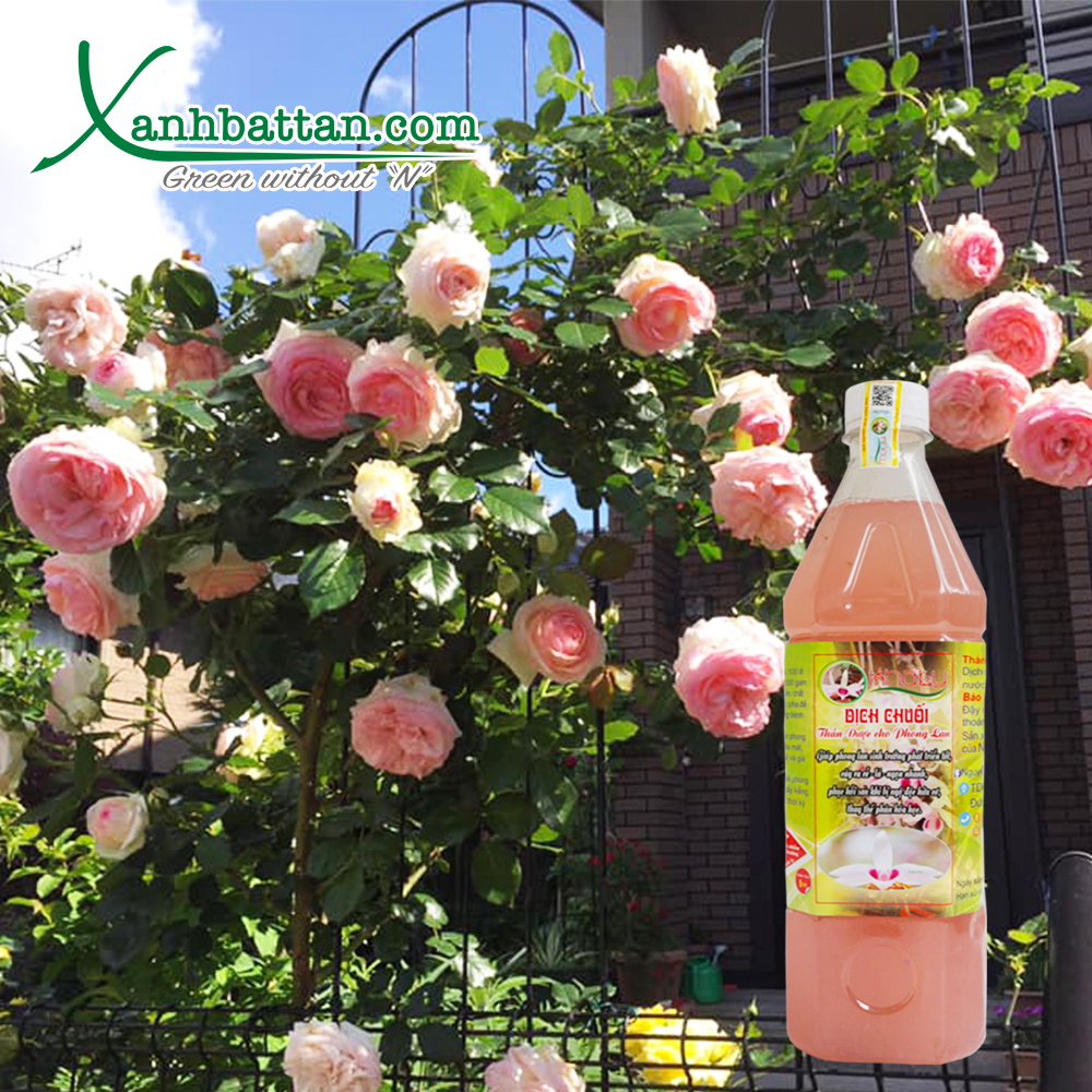 Dịch Chuối Khaly Dùng Cho Lan Chai 1 Lít