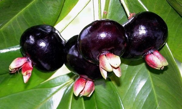 Cây giống Cherry Brazin (chuẩn giống như hình)