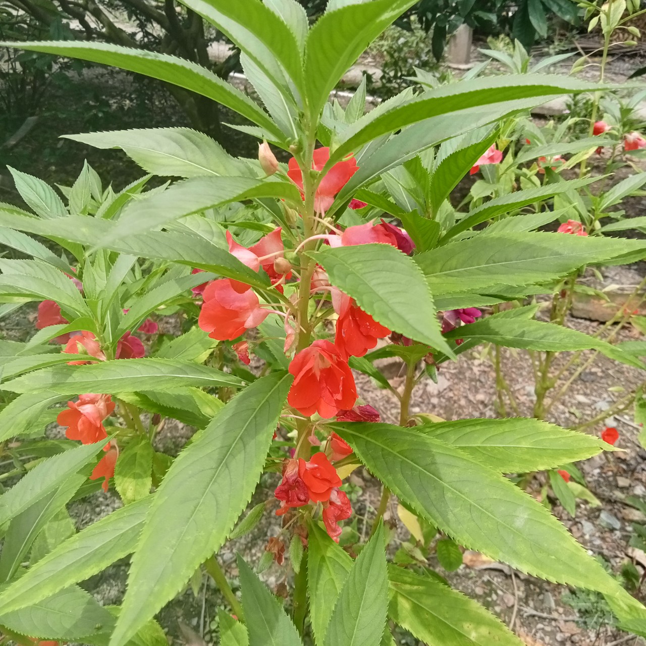 50 Hạt Giống Hoa Móng Tay (Mix Màu)