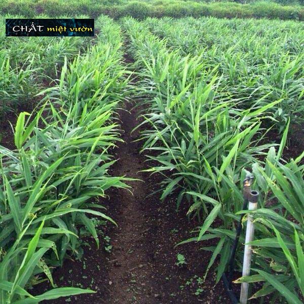 Cây gừng giống