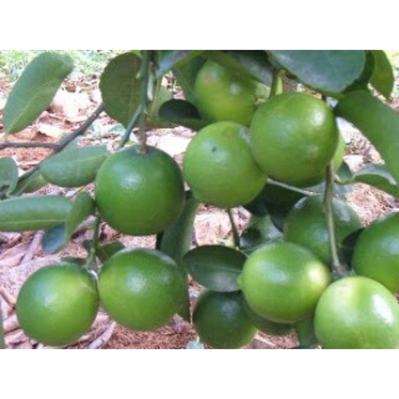 CÂY GIỐNG CHANH GIẤY KHÔNG HẠT (cây giống có bảo hành )