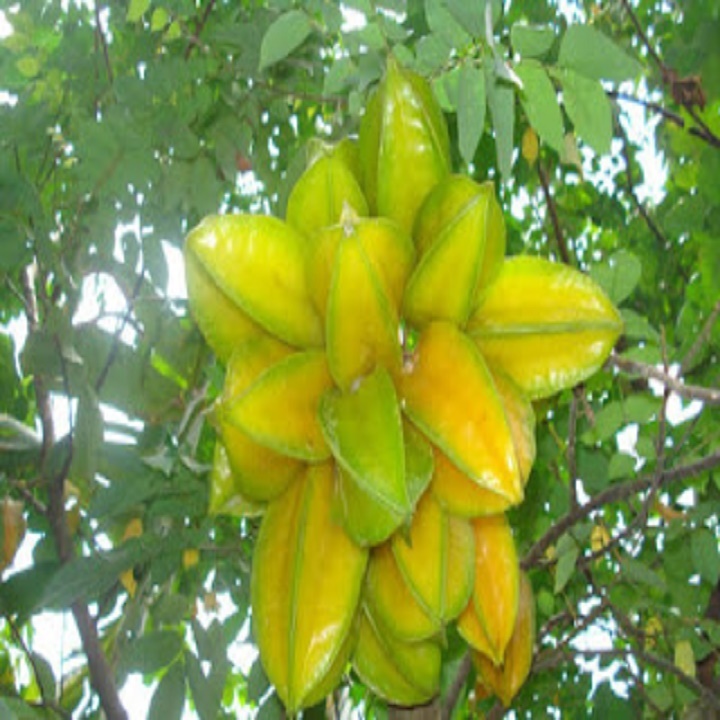 CÂY GIỐNG CÂY KHẾ CHUA, QUẢ SỚM, SIÊU QUẢ