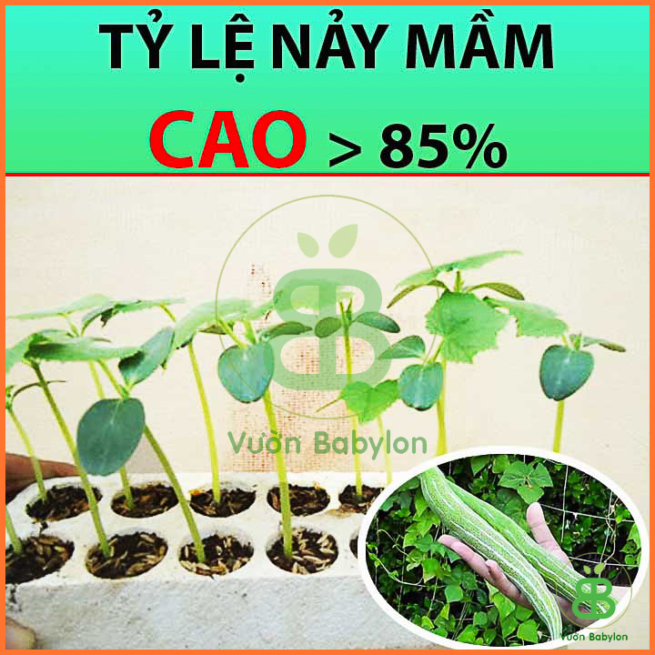 Hạt Giống Mướp Rắn Trái To, Siêu Dài 2Gr