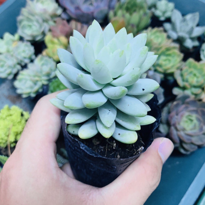 SEN ĐÁ CHUỖI NGỌC LAM SIZE BÉ LỖI 1 ĐỔI 1