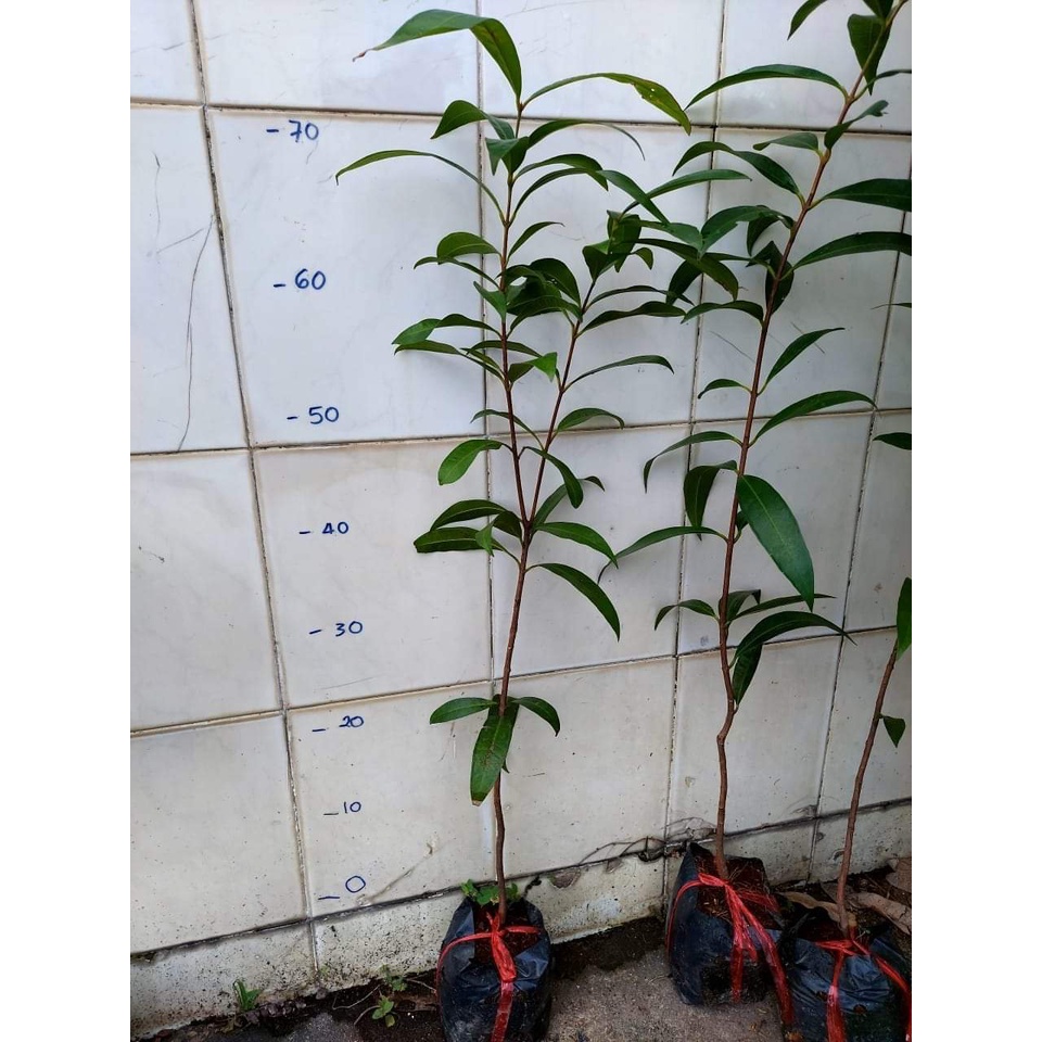 Cây Giống Mận Lý ( cho trái siêu sớm )